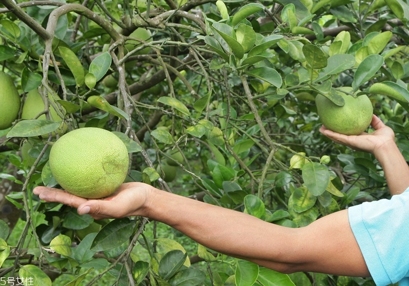 文旦柚怎么挑選 文旦柚選購技巧 文旦柚怎么挑選 文旦柚選購技巧