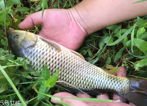 稻花魚好吃嗎 食譜推薦 稻花魚好吃嗎 食譜推薦