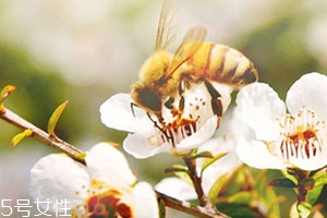 麥盧卡蜂蜜和普通蜂蜜有什么區(qū)別？貴得有理由