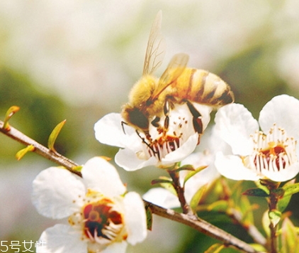 麥盧卡蜂蜜保質(zhì)期 麥盧卡蜂蜜保質(zhì)期