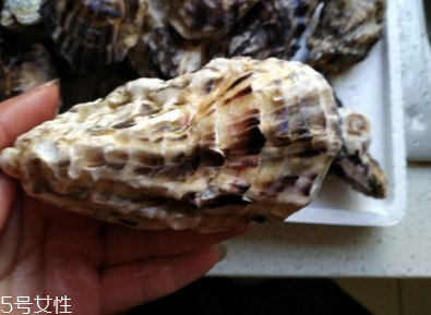 生蠔會有珍珠嗎？有這個(gè)可能