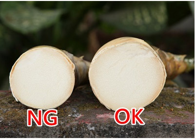 竹筍怎么挑選 綠竹筍的挑選方法 竹筍怎么挑選 綠竹筍的挑選方法