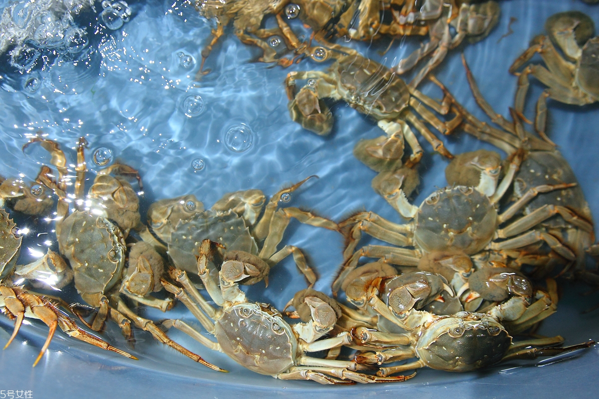 買大閘蟹怎么挑選 大閘蟹的挑選技巧