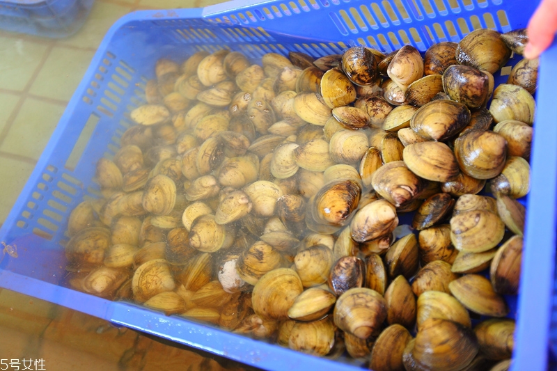 馬蹄蛤怎么挑選與保存 馬蹄蛤怎么挑選與保存