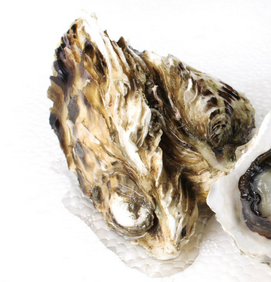 生蠔會(huì)死嗎？生蠔是容易死的