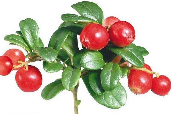 顏色淺的玫瑰果油是假貨嗎？純正玫瑰果油是琥珀色