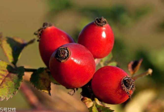 顏色淺的玫瑰果油是假貨嗎？純正玫瑰果油是琥珀色