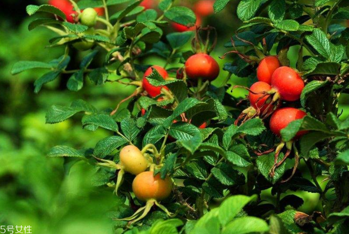 顏色淺的玫瑰果油是假貨嗎？純正玫瑰果油是琥珀色