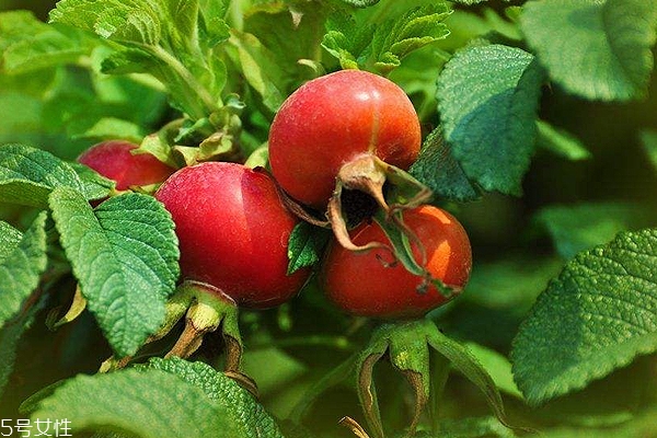 玫瑰果油開蓋之后能保存多久？半年到2年