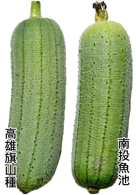 絲瓜怎么挑選 絲瓜的選購(gòu)技巧