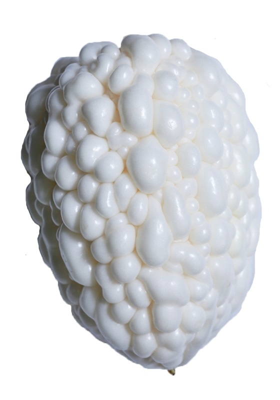 苦瓜品種大全圖片資料 苦瓜品種大全圖片資料