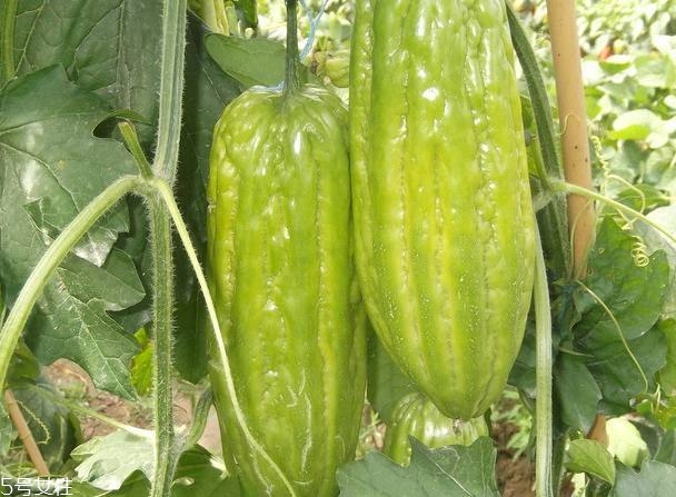 苦瓜品種大全圖片資料 苦瓜品種大全圖片資料