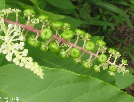 草參多少錢一斤 價(jià)格不貴 草參多少錢一斤 價(jià)格不貴