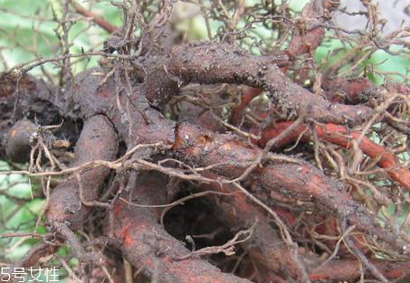 丹參什么時(shí)候挖 采收方法 丹參什么時(shí)候挖 采收方法