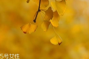 銀杏膠囊主要治什么?。?><p><strong>銀杏膠囊主要治什么?。?/strong></p></a></li> <li><a href=