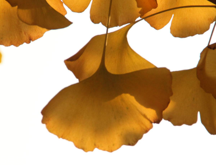 銀杏膠囊主要治什么病？