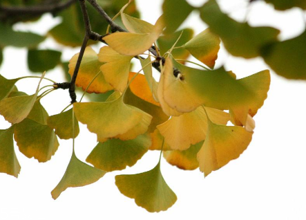 銀杏膠囊主要治什么?。?></p><p>中老年人誰都怕中風，可有幾個人知道世界上最簡單的防中風癡呆和降餐后血糖的的動作竟然這么簡單，就是踮腳。</p><p>這可不是常人所說的練習小腿肌肉，還怕小腿變粗等等說法。除了鍛煉小腿肌肉，讓下肢血管流動之積極作用之外，大腦能夠控制遠端的腳爪子和腿肚子，說明神經(jīng)沒壞，腦子沒呆，刺激遠端的肌肉運動還會刺激大腦，反饋調節(jié)大腦功能。肩膀上這個幾十年的腦殼里面的血管才不會加速堵塞，也就不會中風。</p>		</div>
<div align=