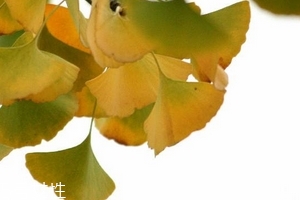 銀杏膠囊多少錢一盒？25元左右