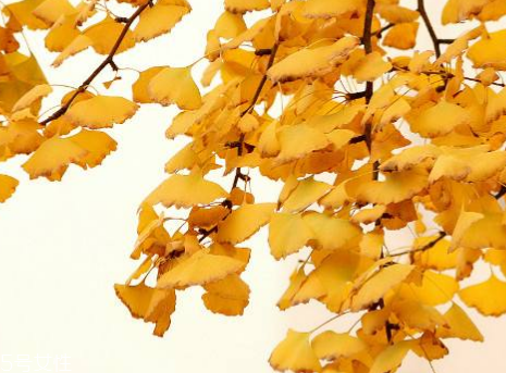 銀杏膠囊可以長(zhǎng)期吃嗎？可以長(zhǎng)期吃