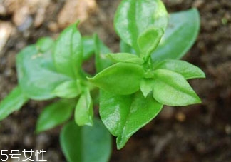 穿心蓮不能和什么一起吃 相克食物 穿心蓮不能和什么一起吃 相克食物