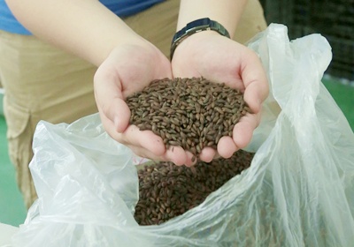 黑啤酒和白啤酒的區(qū)別 黑啤酒是什么做的 黑啤酒和白啤酒的區(qū)別 黑啤酒是什么做的