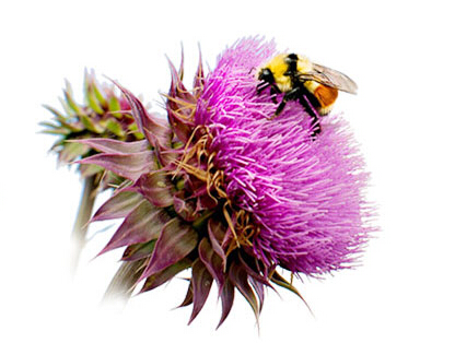 諾奧奶薊提取物膠囊怎么樣？效果還不錯