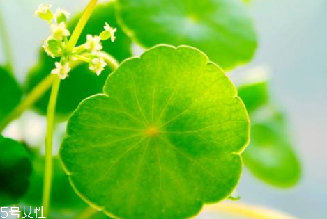 金錢草一天喝多少合適 每天使用三十克即可 金錢草一天喝多少合適 每天使用三十克即可