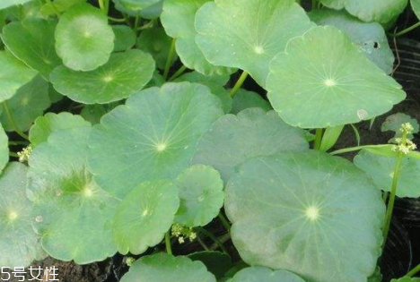 金錢草一天喝多少合適 每天使用三十克即可 金錢草一天喝多少合適 每天使用三十克即可