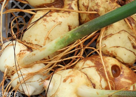 黃精一天最多能吃多少 建議每天可以喝10克 黃精一天最多能吃多少 建議每天可以喝10克