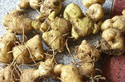 黃精是熱性還是涼性 黃精平性 黃精是熱性還是涼性 黃精平性