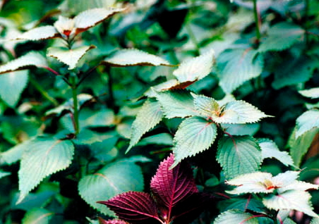 紫蘇可以生吃嗎 可以直接吃 紫蘇可以生吃嗎 可以直接吃