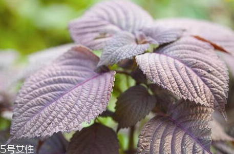 紫蘇可以泡水喝嗎 可以制成清涼紫蘇飲 紫蘇可以泡水喝嗎 可以制成清涼紫蘇飲