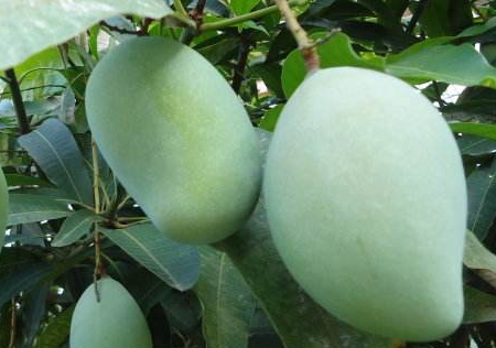 青芒是熱性還是涼性 屬性微涼 青芒是熱性還是涼性 屬性微涼