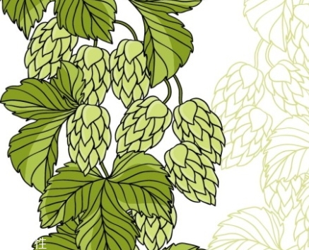 啤酒花和啤酒的關系 啤酒花和啤酒的關系