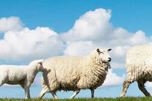 綿羊油和馬油哪個好？