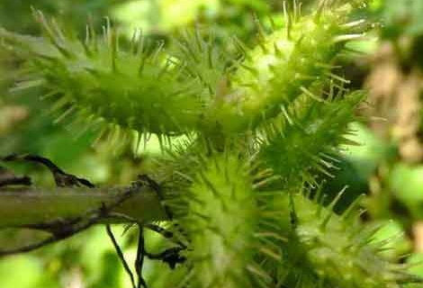 蒼耳子有毒嗎 蒼耳子毒性 蒼耳子有毒嗎 蒼耳子毒性