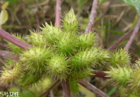 蒼耳子什么時候采摘好 9-10月果實成熟 蒼耳子什么時候采摘好 9-10月果實成熟