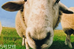 綿羊油和貂油哪個好？