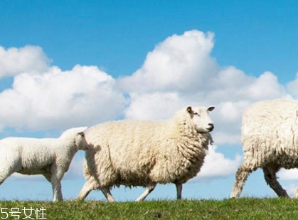 綿羊油可以祛痘嗎？