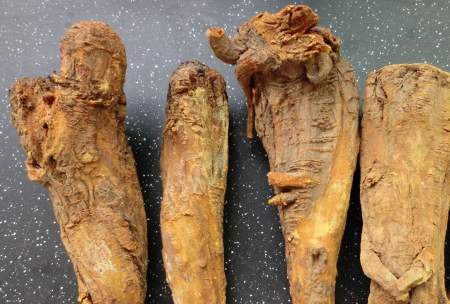 大黃可以治便秘嗎 大黃治便秘配方 大黃可以治便秘嗎 大黃治便秘配方