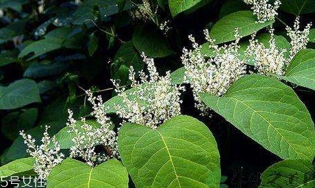 白藜蘆醇哪些人不能吃？過量有毒性