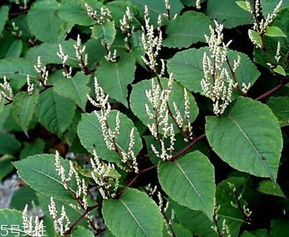 白藜蘆醇哪些人不能吃？過量有毒性