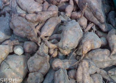 何首烏什么時(shí)候種植 3月上旬至4月上旬播種 何首烏什么時(shí)候種植 3月上旬至4月上旬播種