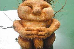 何首烏什么時(shí)候種植 3月上旬至4月上旬播種 何首烏什么時(shí)候種植 3月上旬至4月上旬播種