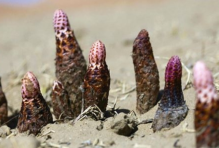 鎖陽(yáng)什么時(shí)間吃最好 什么時(shí)候吃都是可以 鎖陽(yáng)什么時(shí)間吃最好 什么時(shí)候吃都是可以