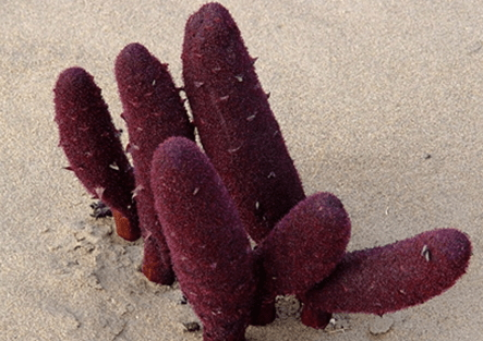 鎖陽(yáng)什么時(shí)間吃最好 什么時(shí)候吃都是可以 鎖陽(yáng)什么時(shí)間吃最好 什么時(shí)候吃都是可以