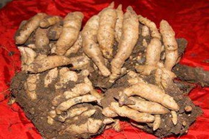 天麻發(fā)霉了還能吃嗎 建議不要食用 天麻發(fā)霉了還能吃嗎 建議不要食用