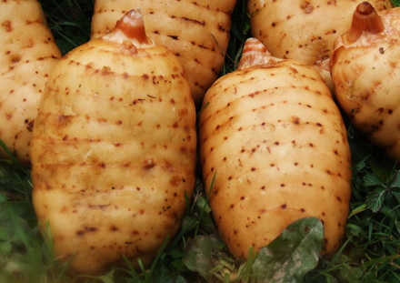 烏天麻多少錢一斤 價格相對比較高