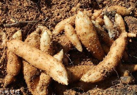 紅天麻好還是白天麻好 二者區(qū)別 紅天麻好還是白天麻好 二者區(qū)別