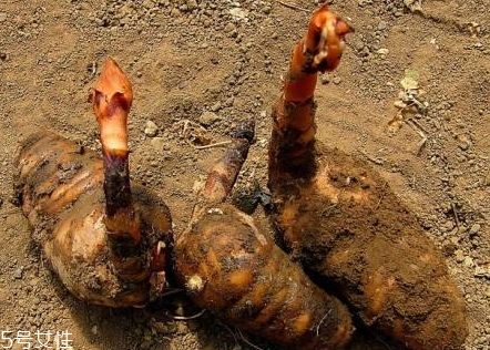 紅天麻好還是白天麻好 二者區(qū)別 紅天麻好還是白天麻好 二者區(qū)別